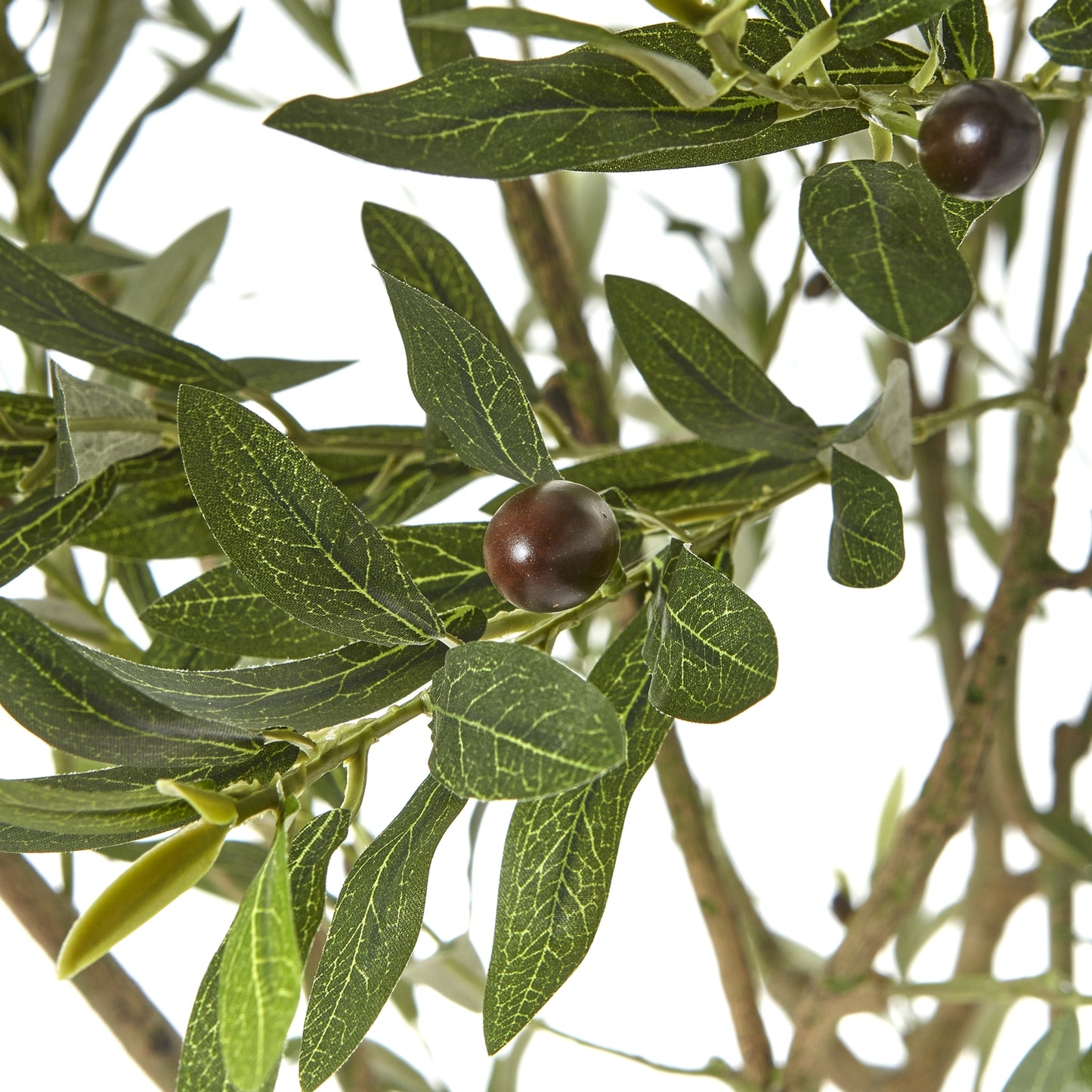 Apulia Olive Tree In White Pot 200cm