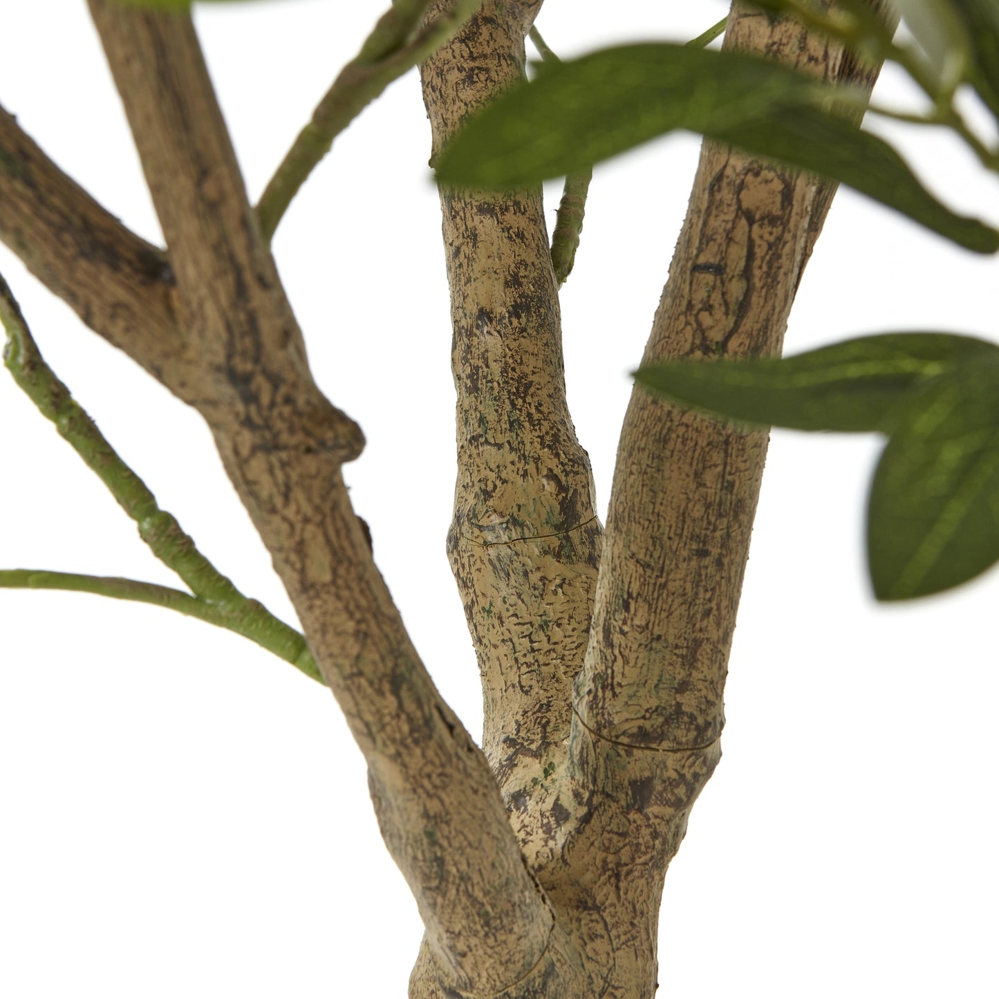 Apulia Olive Tree In White Pot 240cm