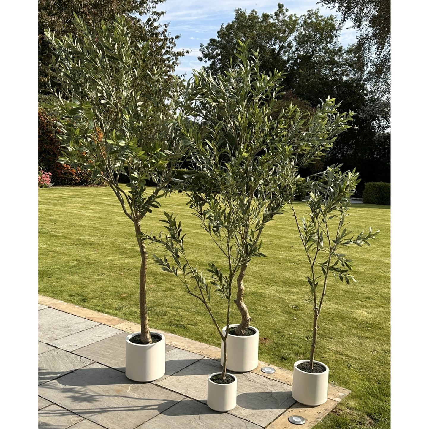 Apulia Olive Tree In White Pot 240cm