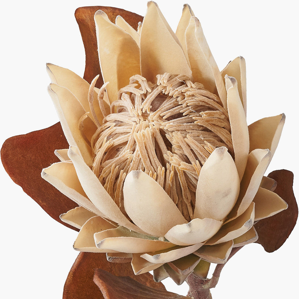 Natural Apricot Protea Stems – Pack of 6 Artificial Flowers for UK Homes