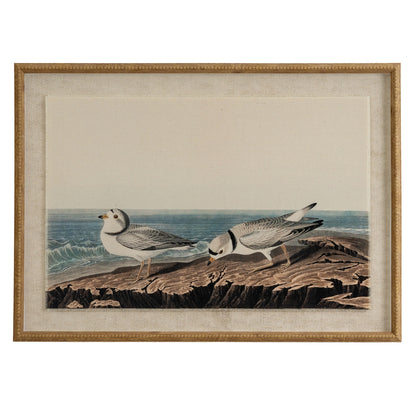 Flora & Fauna Collection - Plovers On Linen In Beaded Frame
