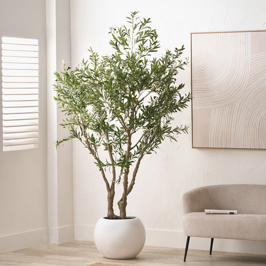 Extra Large Olive Tree in Pot